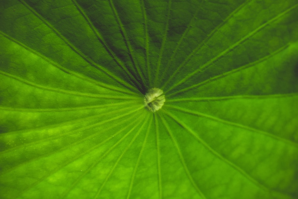 macro fotografia da folha verde