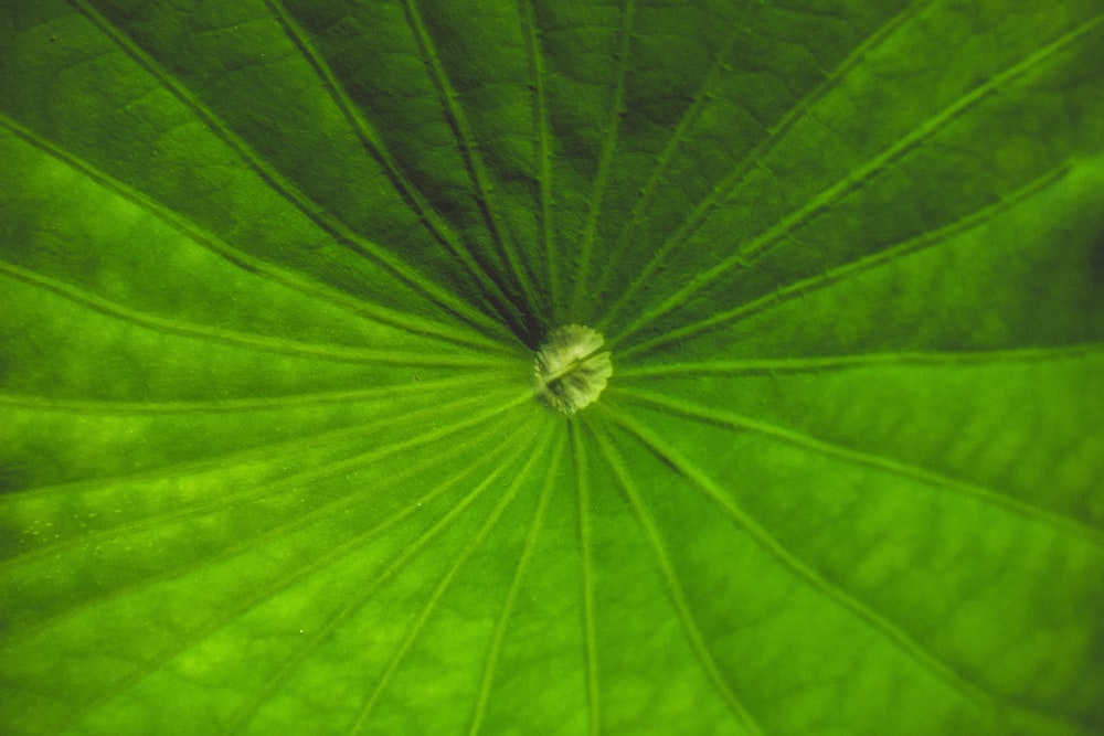 macro photography of green leaf