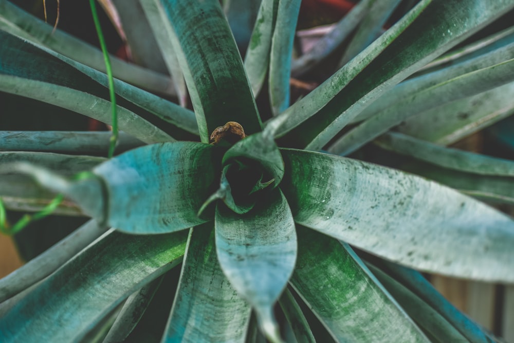 green plant in close up photography