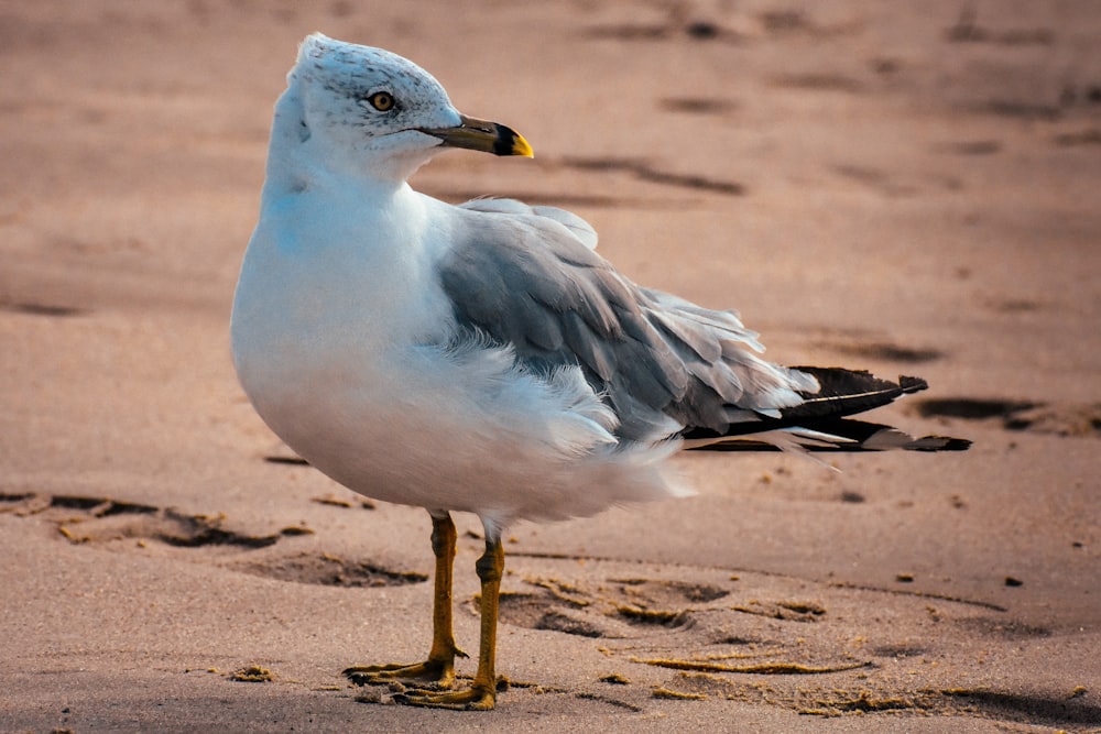 Pájaro blanco y gris sobre arena marrón durante el día
