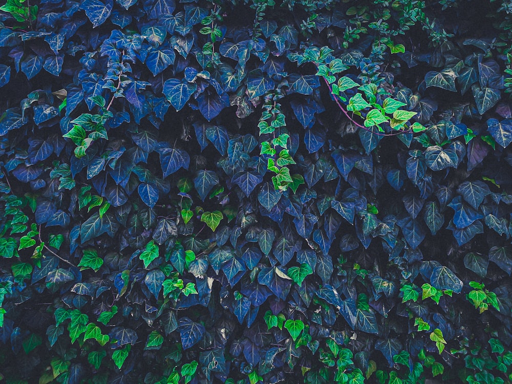 green and blue leaves on ground
