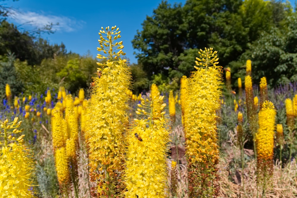 yellow leaf trees under blue sky during daytime