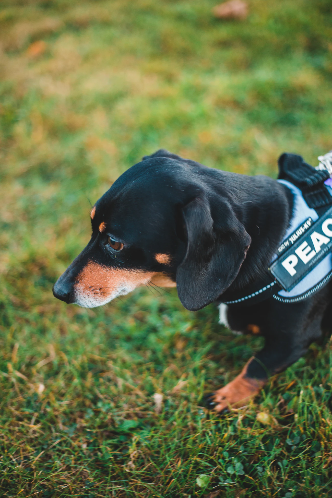 A black and tan dog in a labelled working harness moving outdoors across grass on a leash beside its handler, focused on the path ahead