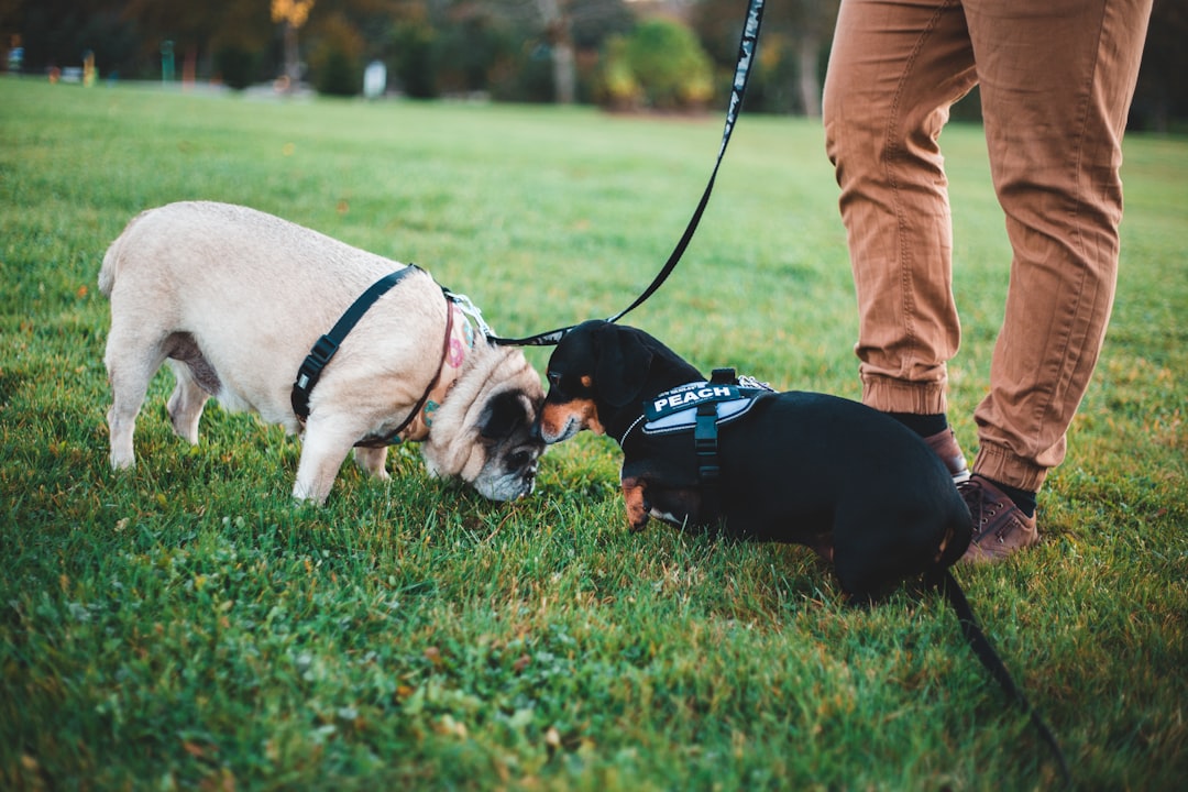 fawn pug with black labrador retriever puppy on grass field during daytime