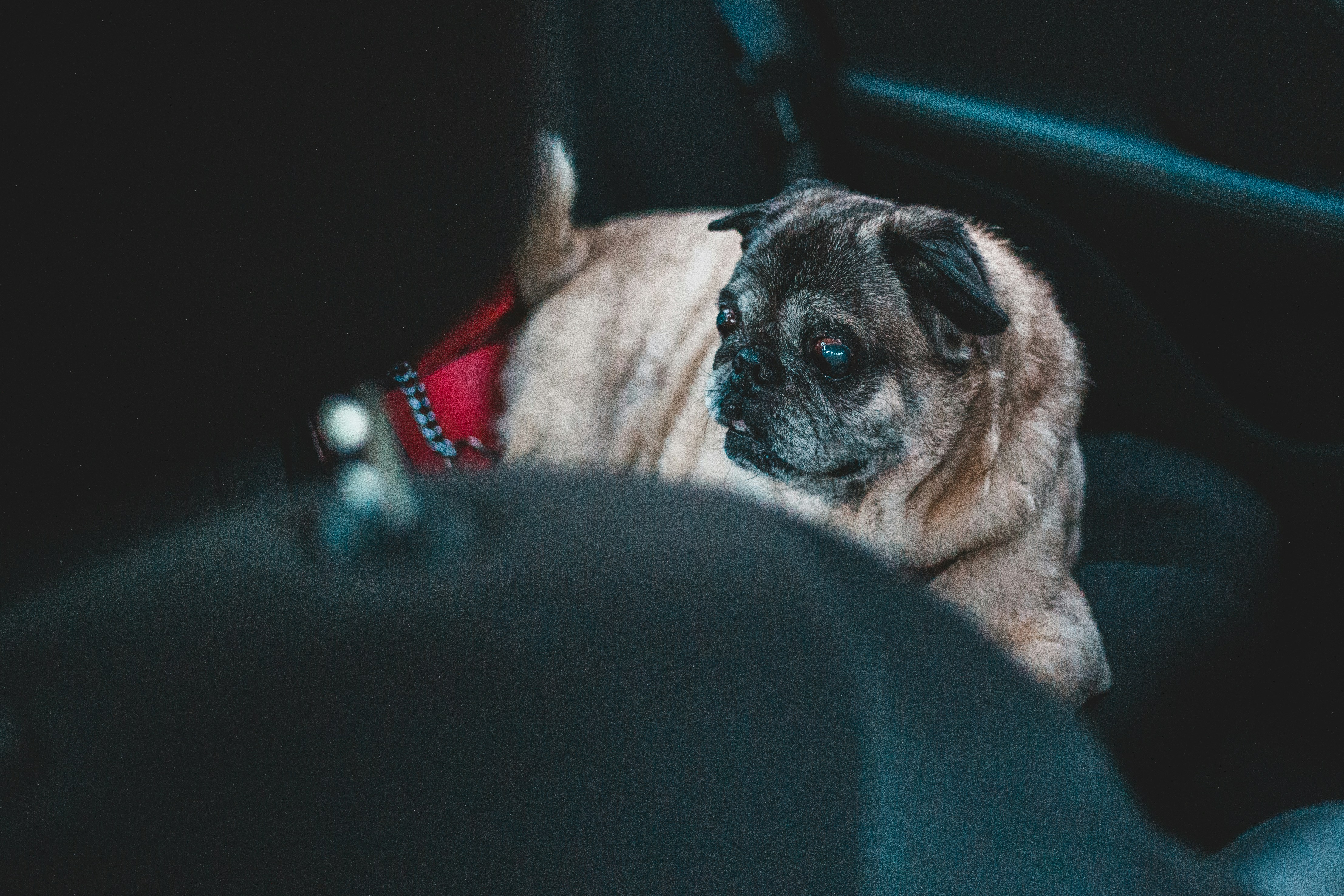 Road Trip Woes? How to Calm Your Anxious Dog in the Car