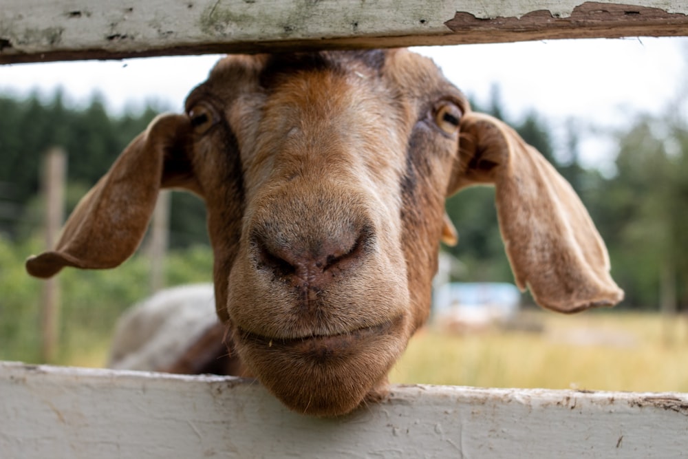 brown and white cow in cage