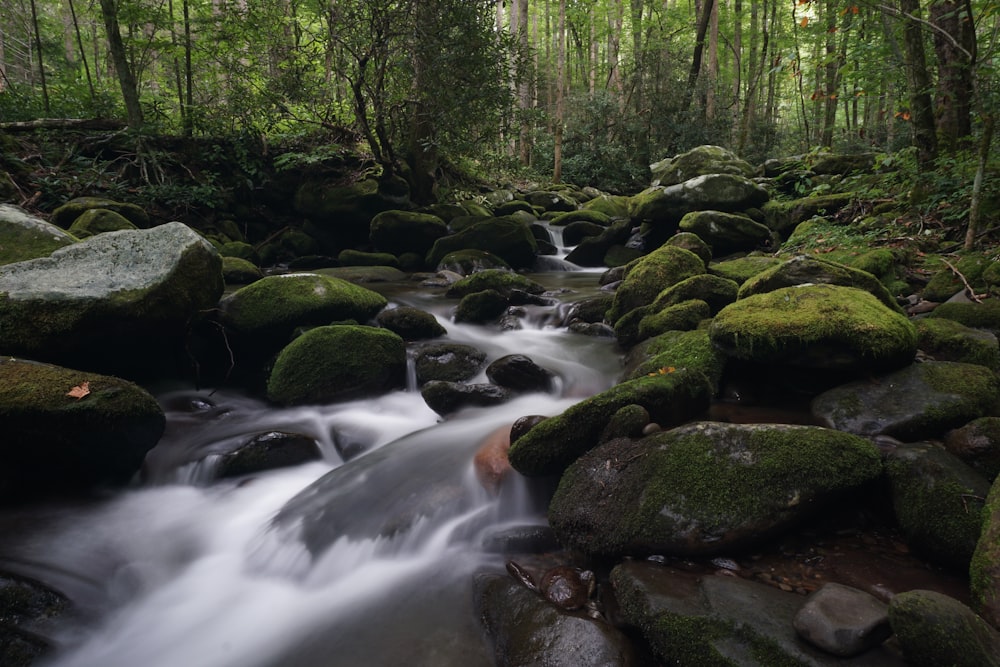 river in the middle of forest during daytime