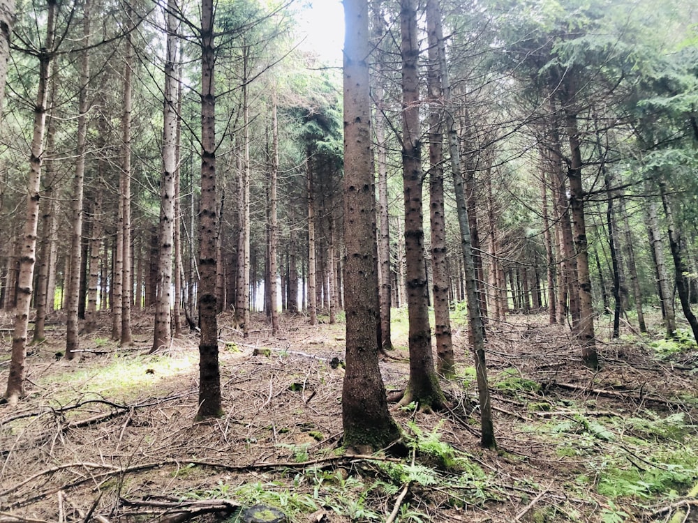 brown trees on forest during daytime