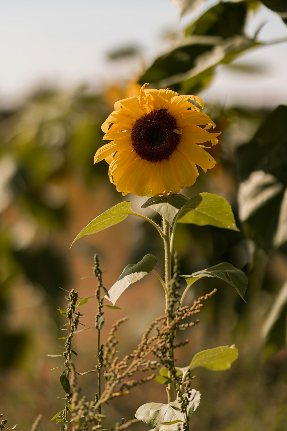 Girasol amarillo en lente de desplazamiento de inclinación