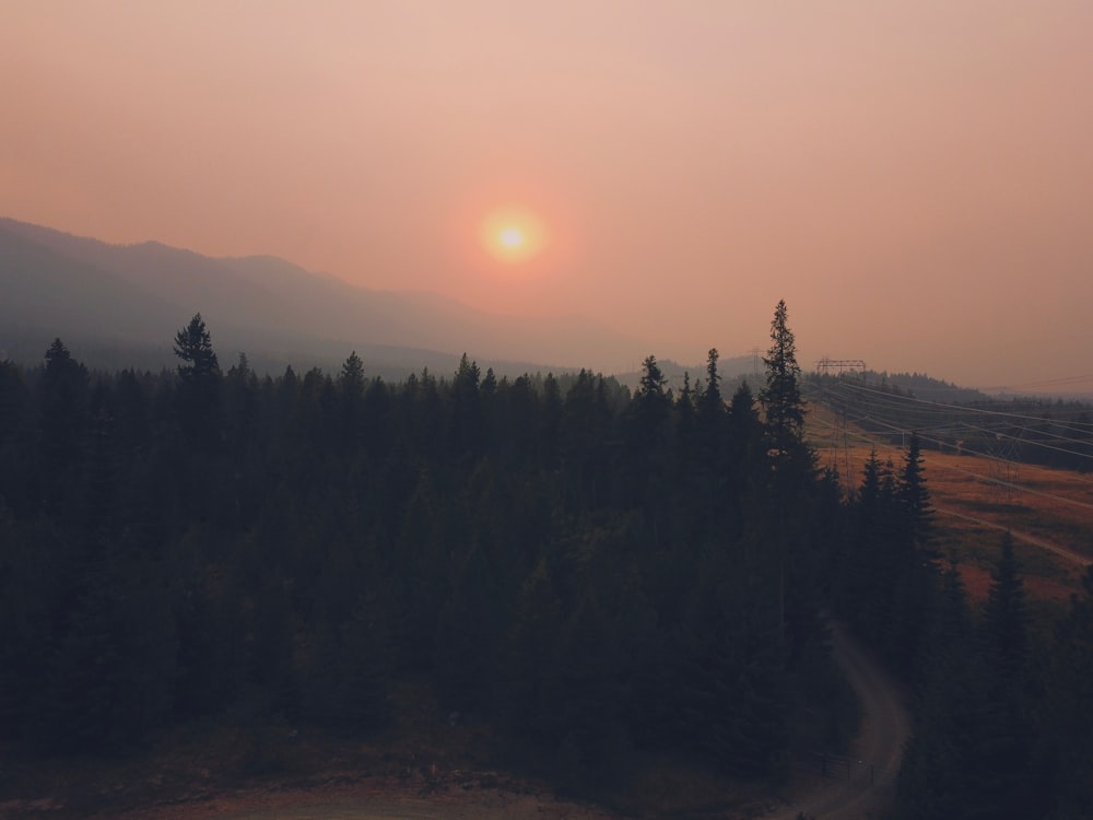 green trees under orange sky during sunset