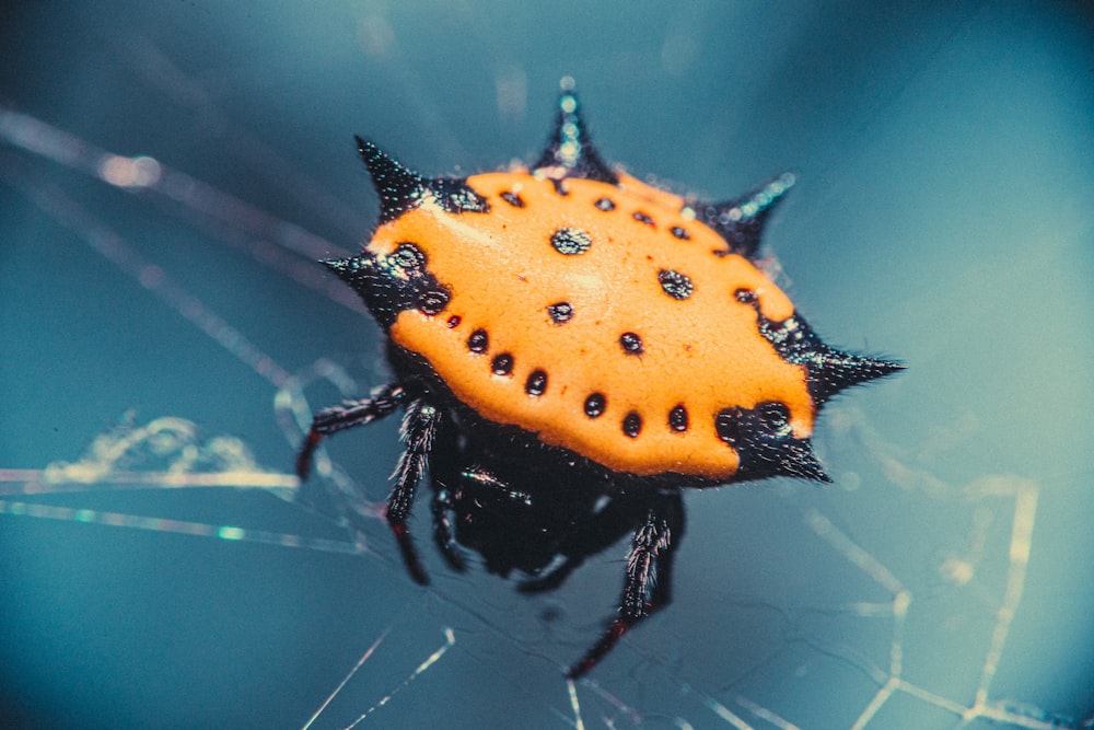 orange and black ladybug on spider web in close up photography during daytime