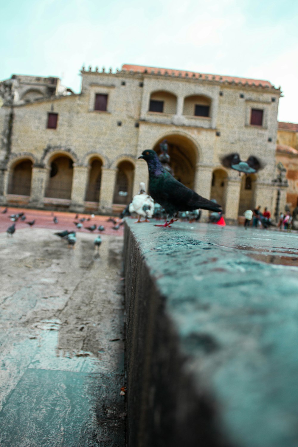 black pigeon on gray concrete pavement during daytime