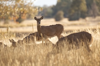 brown deer on brown grass field during daytime