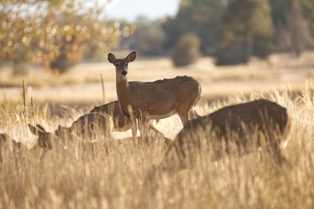 brown deer on brown grass field during daytime