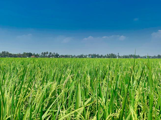 green grass field under blue sky during daytime