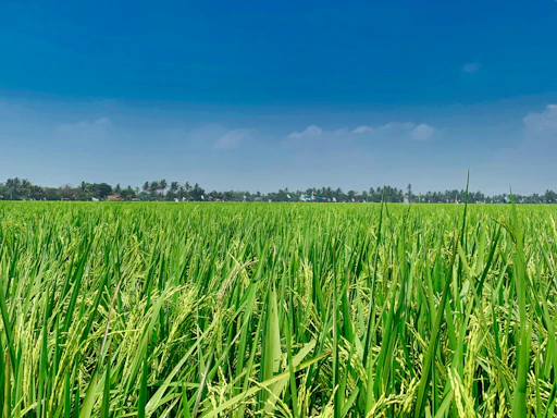 green grass field under blue sky during daytime