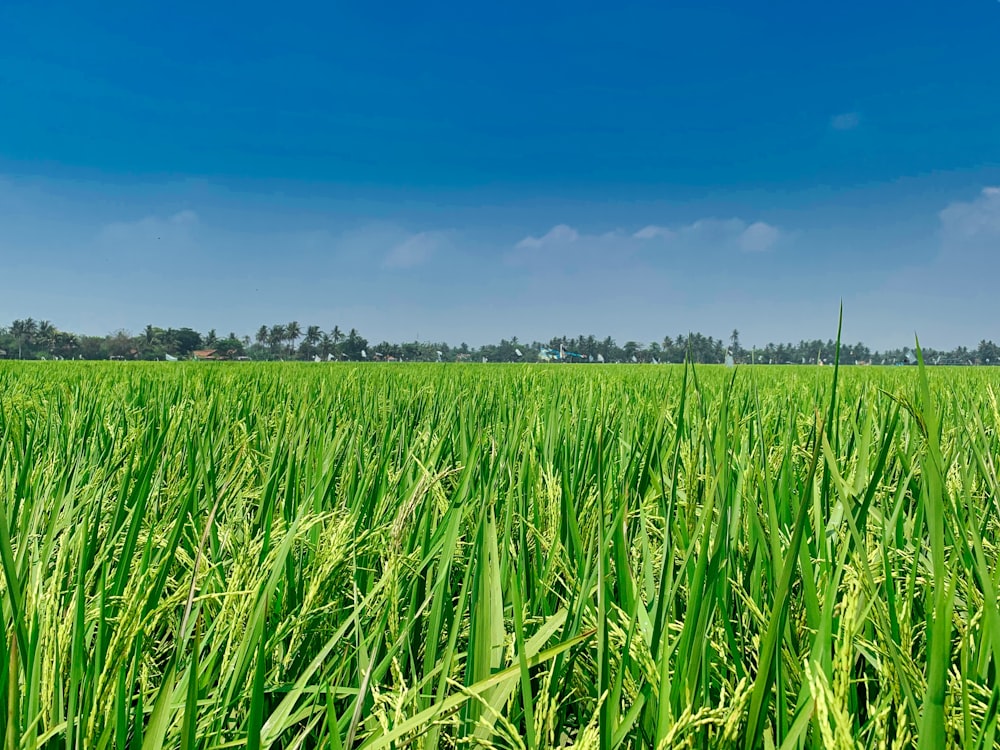 Grünes Grasfeld unter blauem Himmel tagsüber