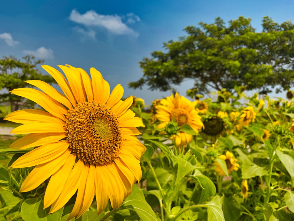 yellow sunflower in bloom during daytime