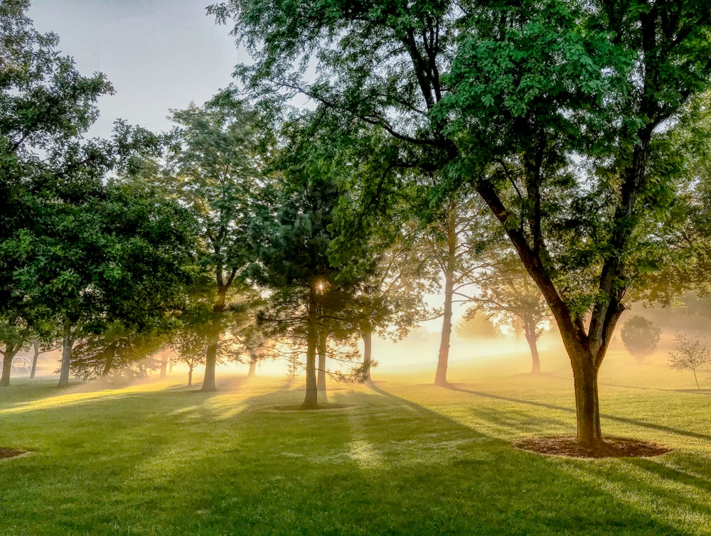 green trees on green grass field during daytime