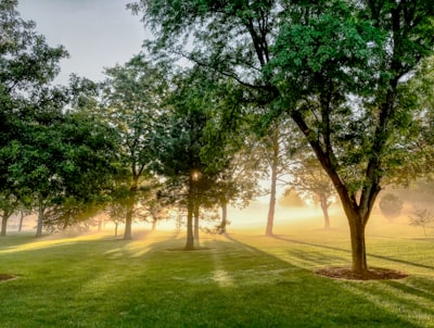 green trees on green grass field during daytime tranquil teams background