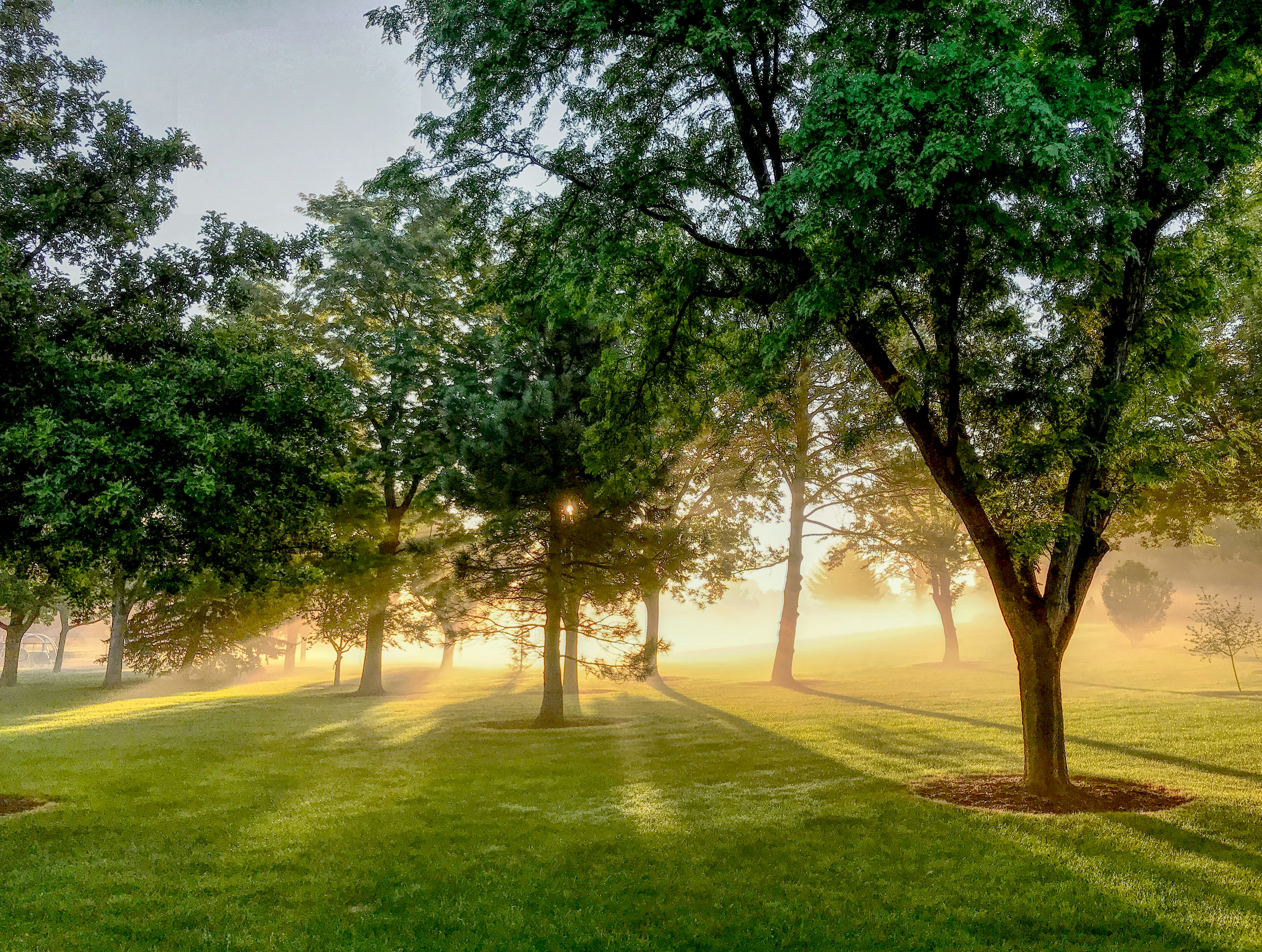 green trees on green grass field during daytime