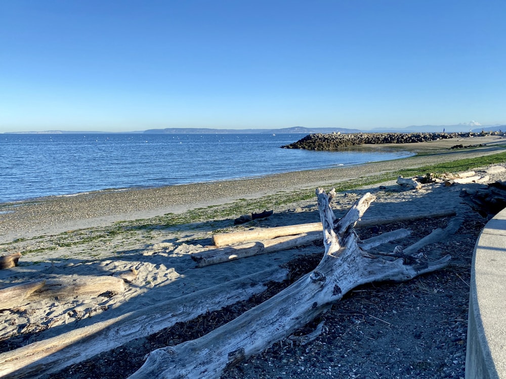 a large piece of driftwood sitting on top of a beach