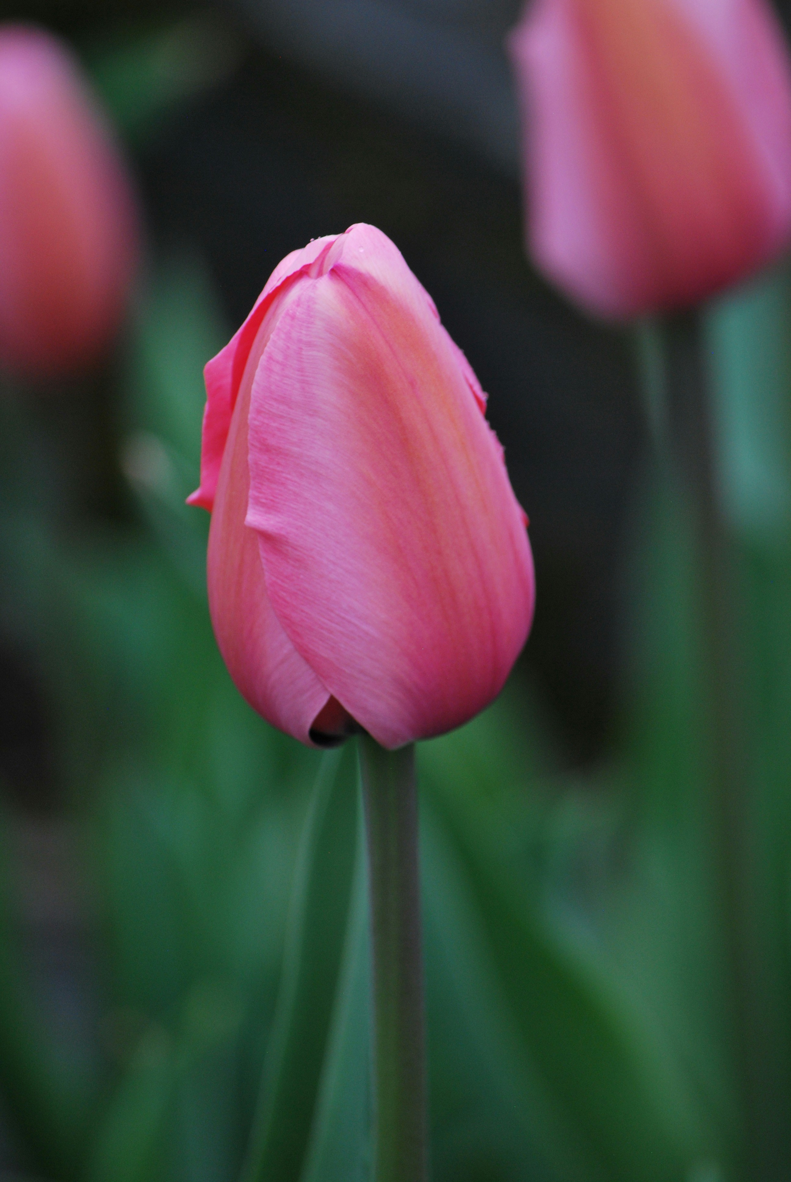 Photo by tonitisdale