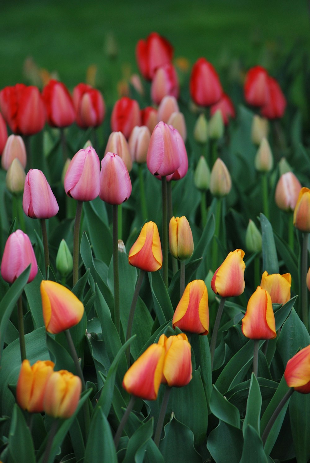 tulipani rosa e gialli in fiore durante il giorno