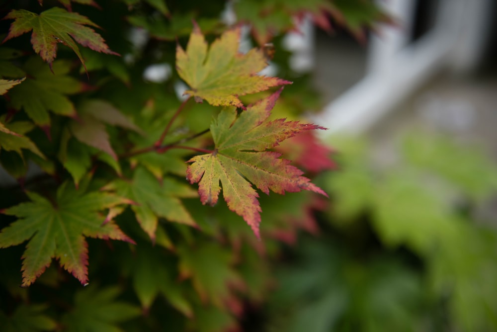 green and red maple leaf