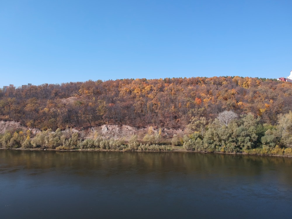 green and brown trees beside body of water during daytime