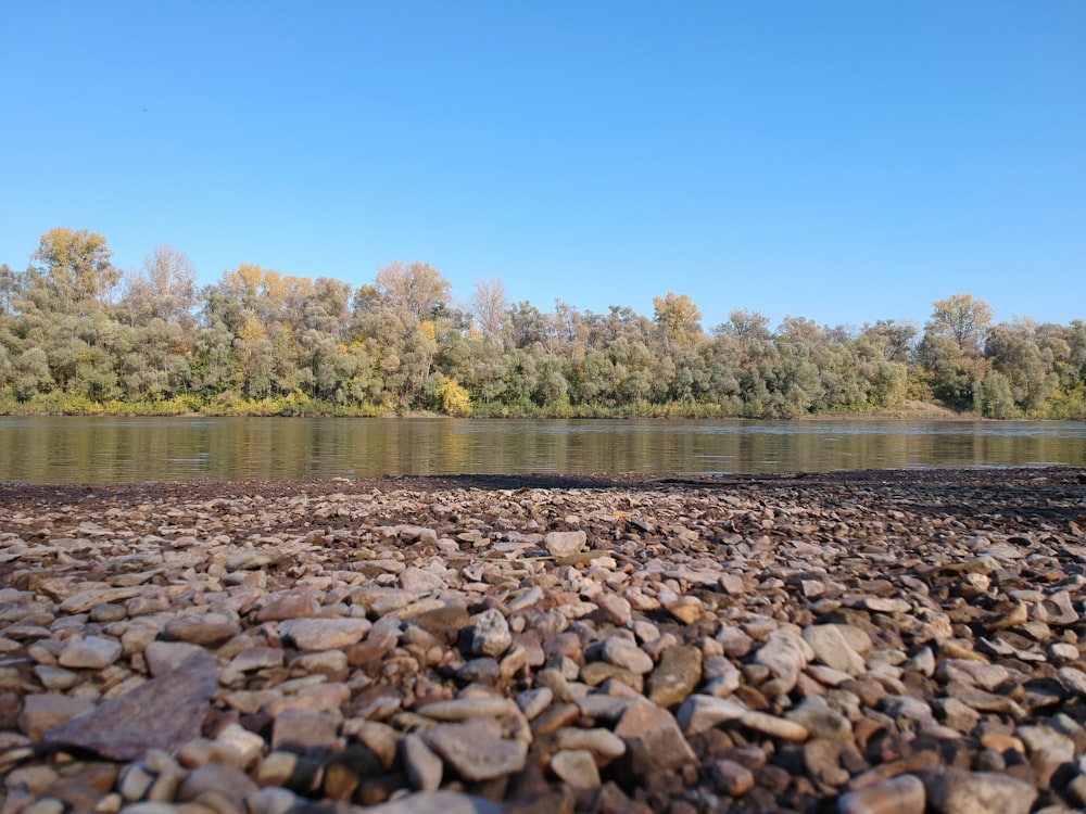 green trees beside body of water during daytime