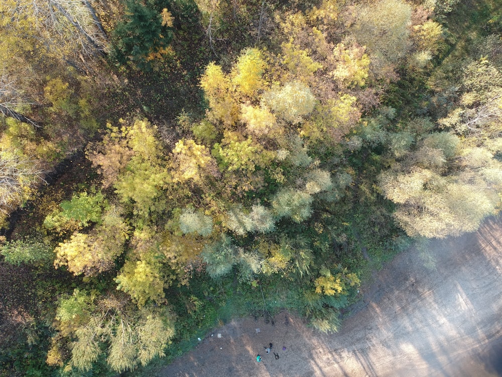 green and yellow trees beside river