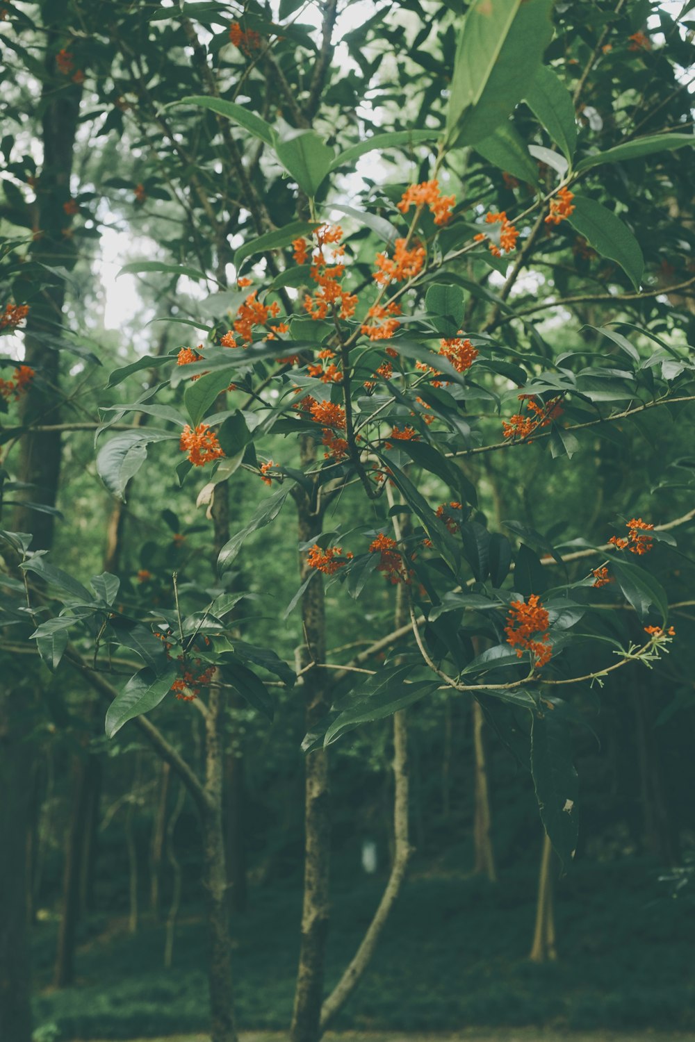 orange and white flowers in tilt shift lens