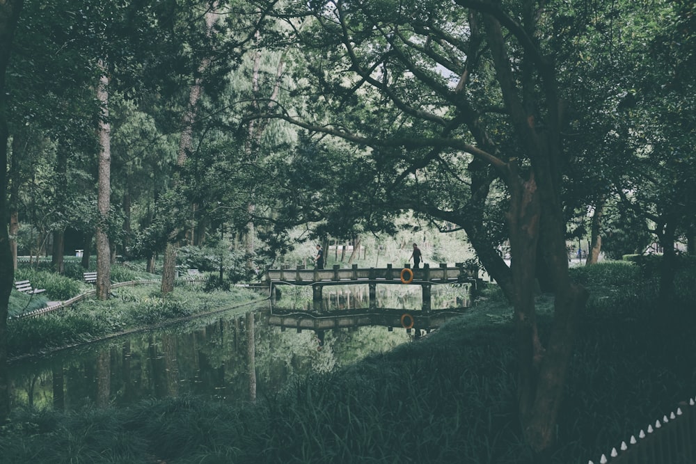 people walking on pathway between green grass and trees during daytime