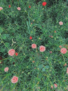 A vibrant garden bed after pruning and fertilization, bursting with healthy greenery.