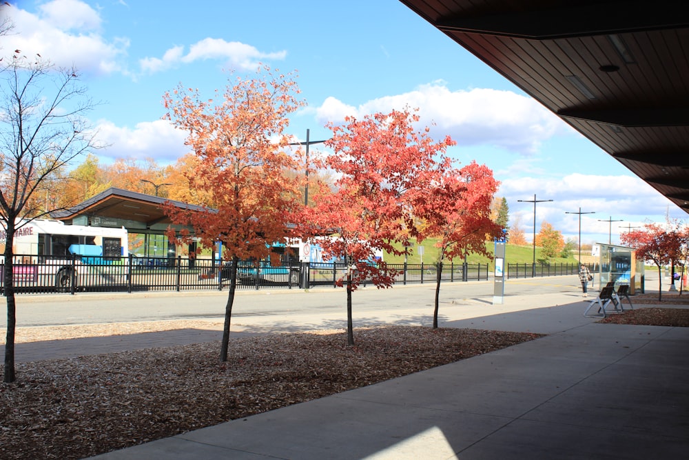 orange leaf trees on park during daytime