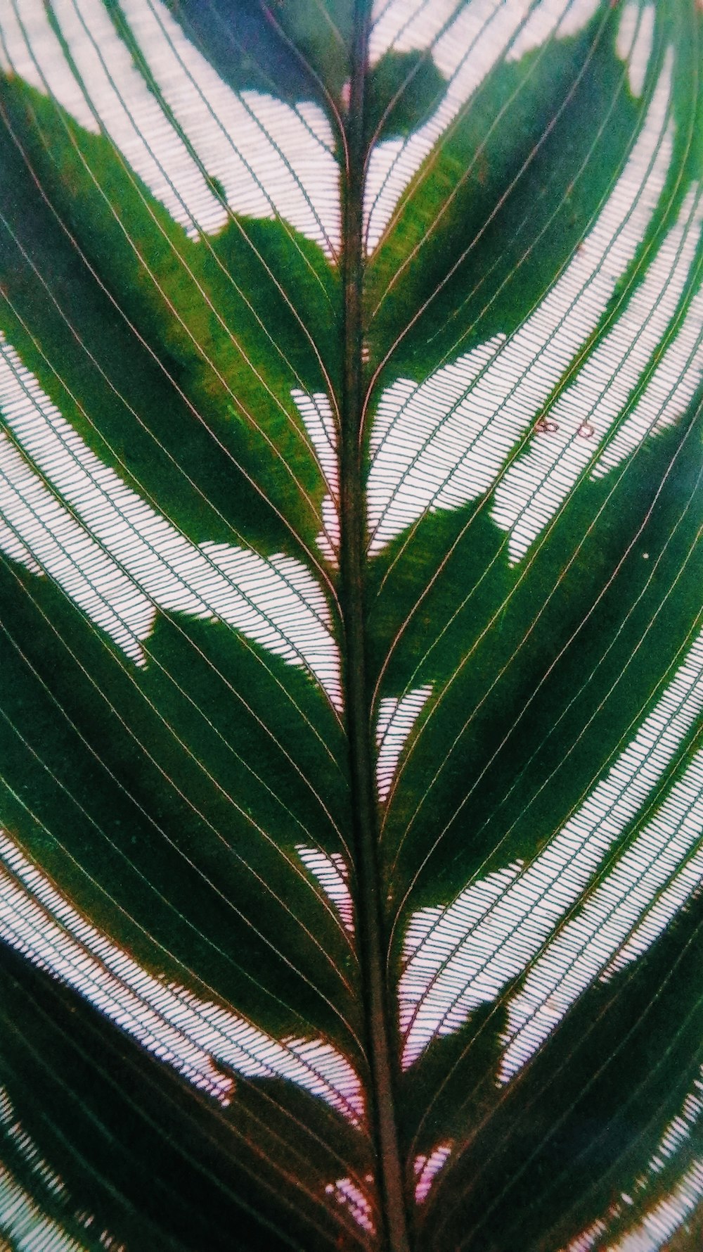 green leaf plant during daytime