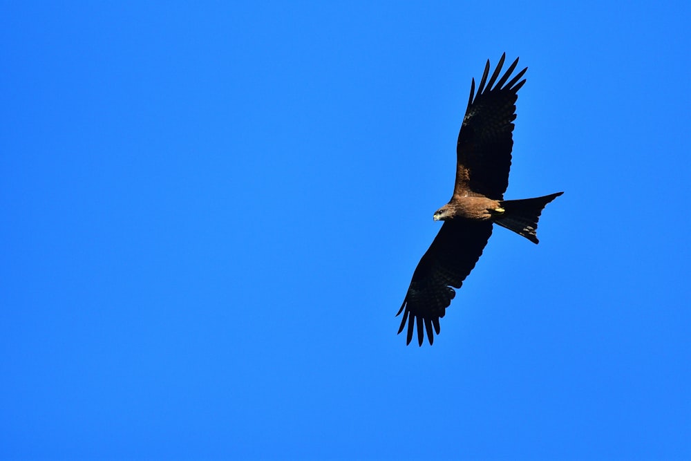 black and white bird flying under blue sky during daytime