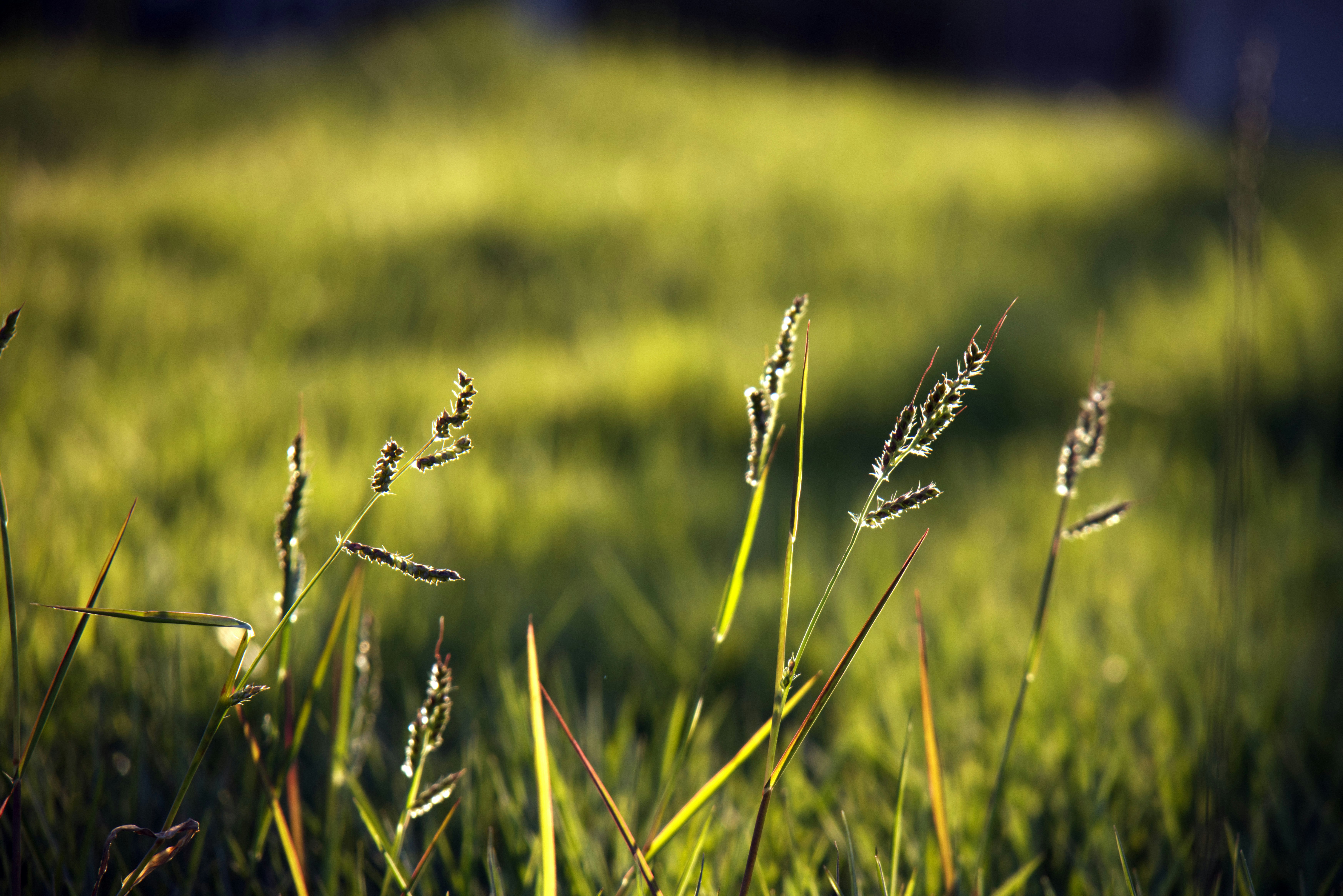 Photo by juliuscarmine