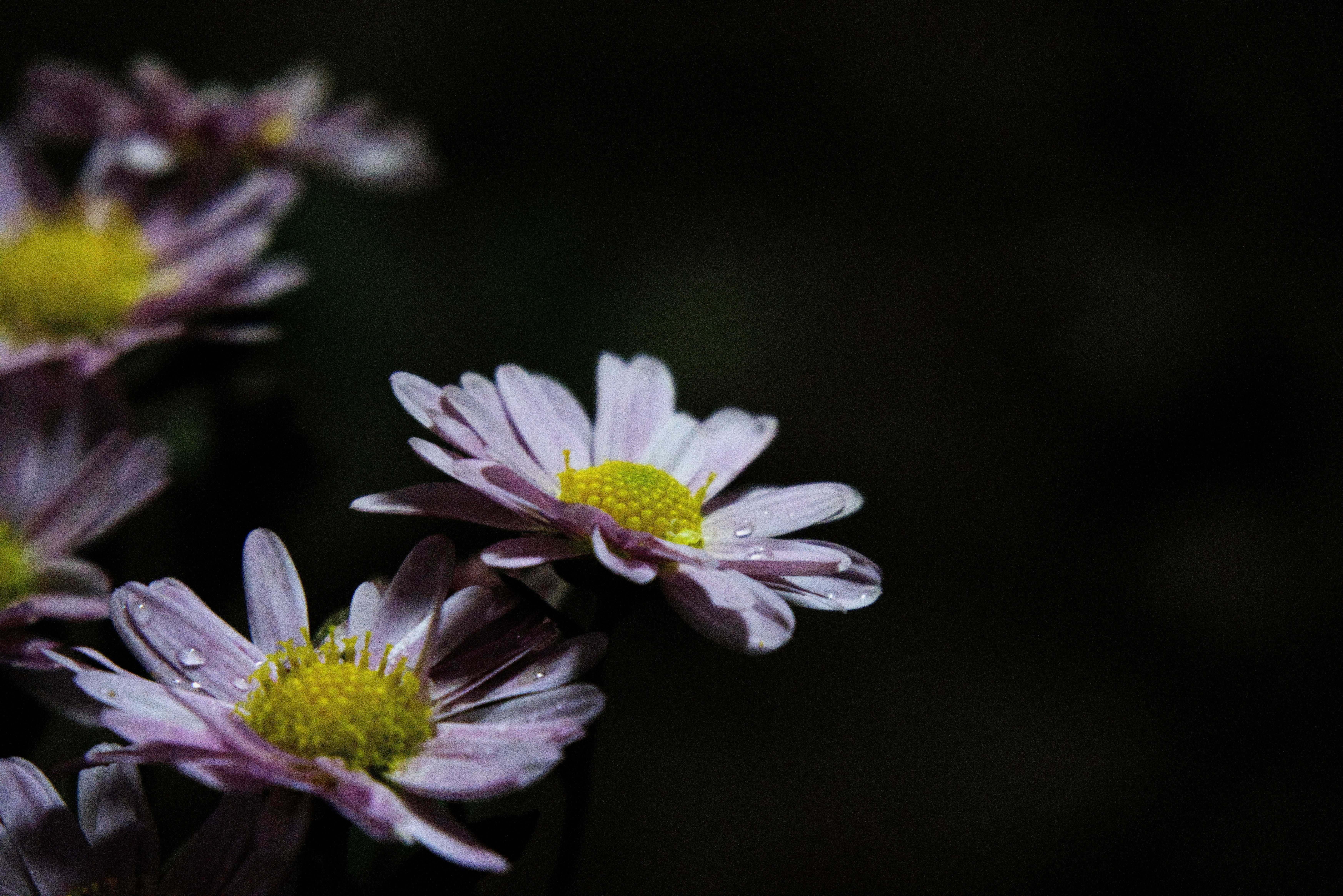 Photo by juliuscarmine