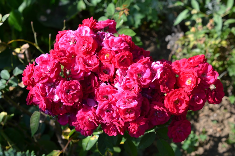 pink flowers in tilt shift lens