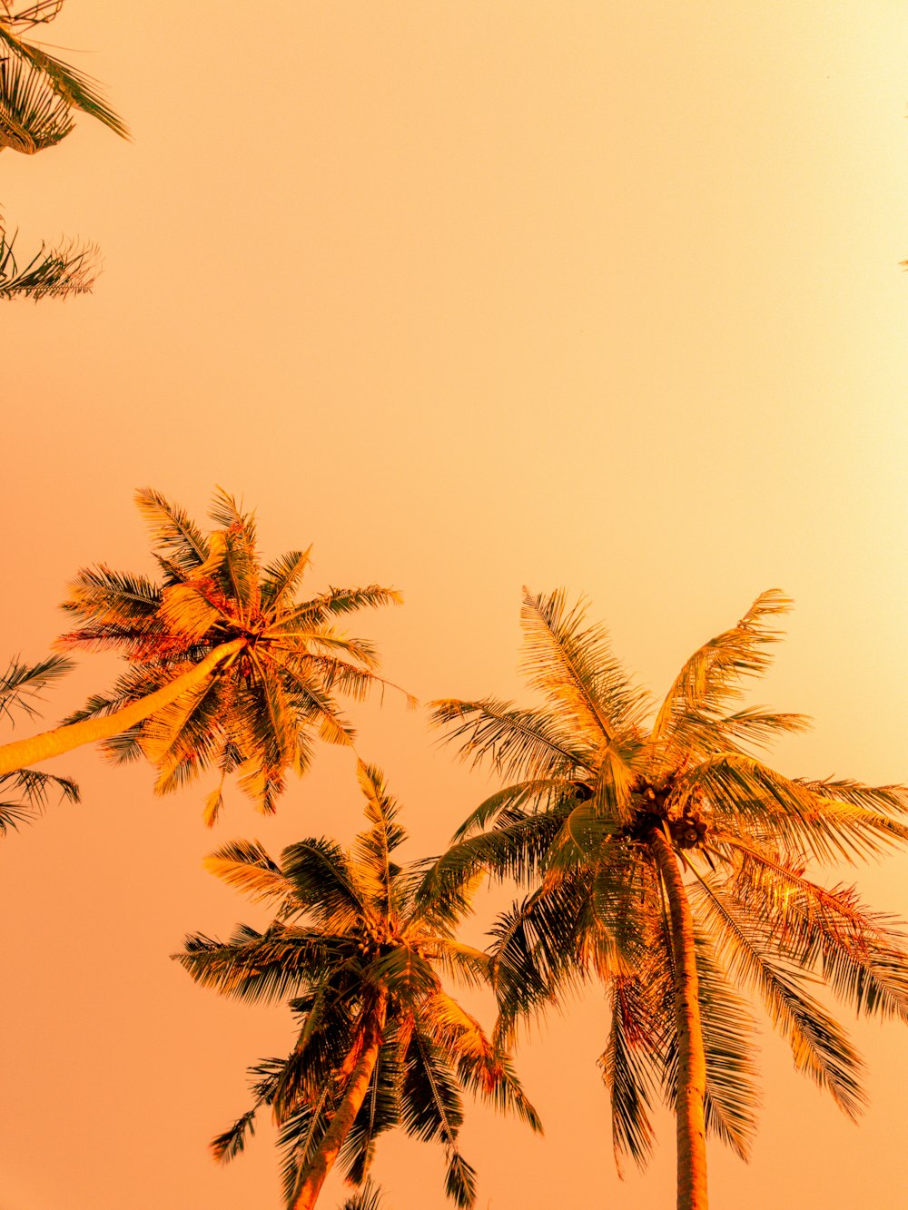 green palm tree under white sky