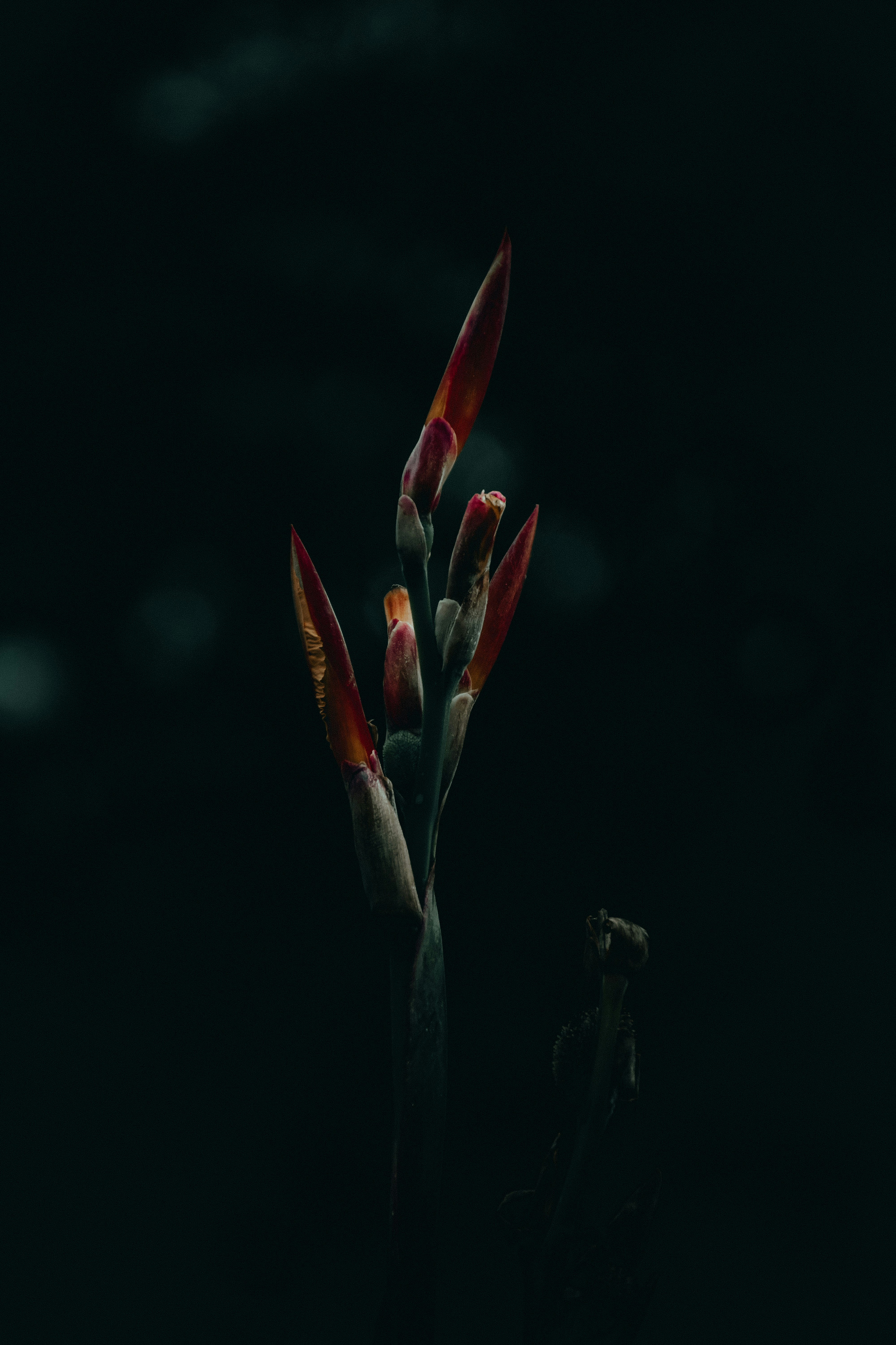 Photo by ojaswi_pratap