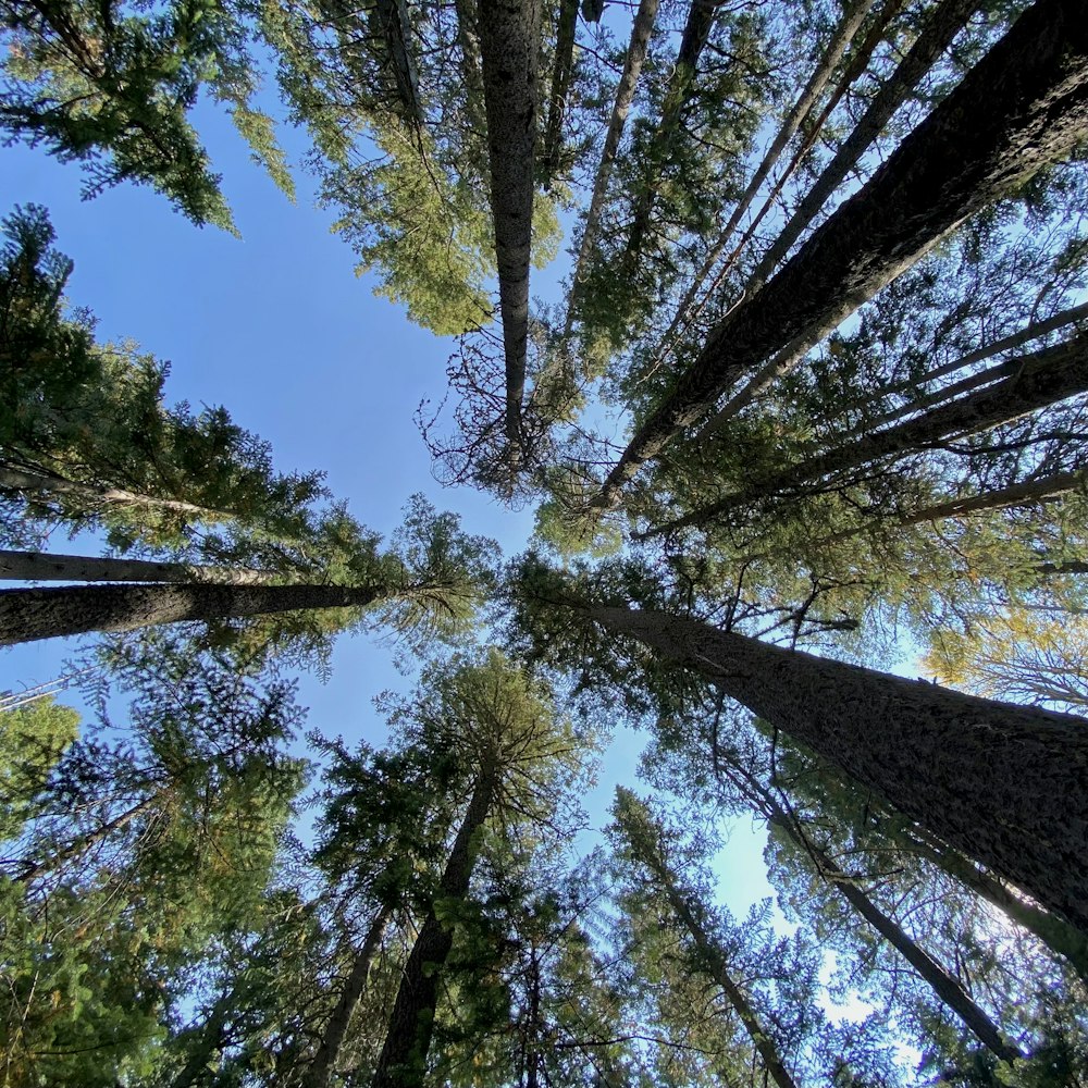 Low-Angle-Fotografie von grünen Bäumen unter blauem Himmel während des Tages