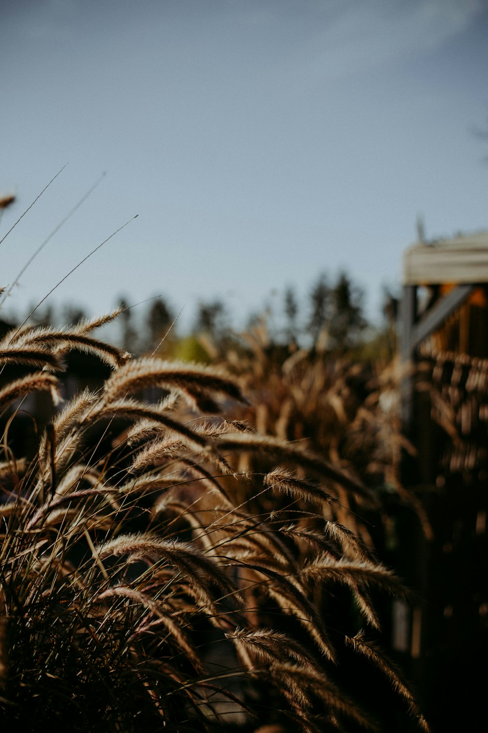 brown wheat field during daytime