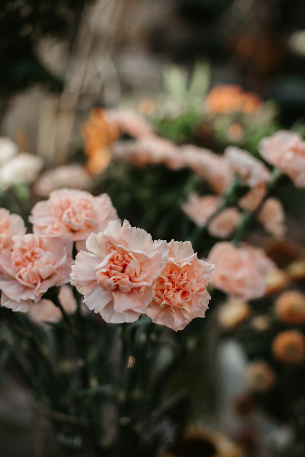 pink flowers in tilt shift lens