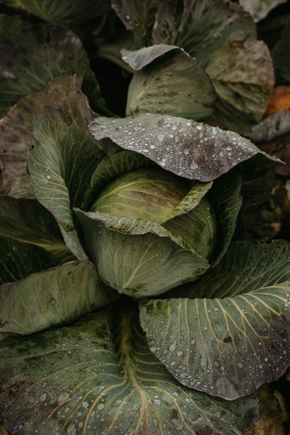 green and white plant leaves