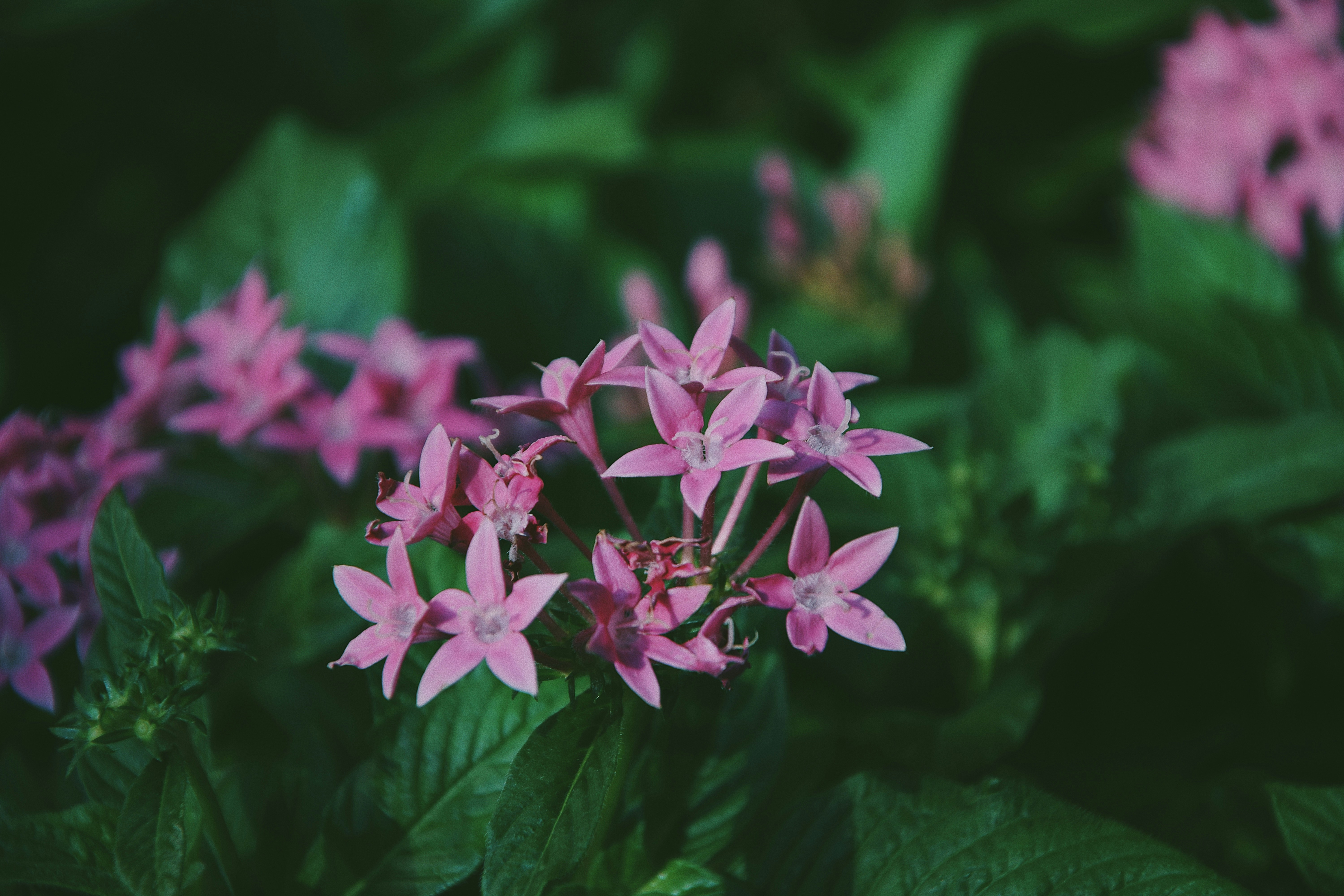 Photo by jizhidexiaohailang