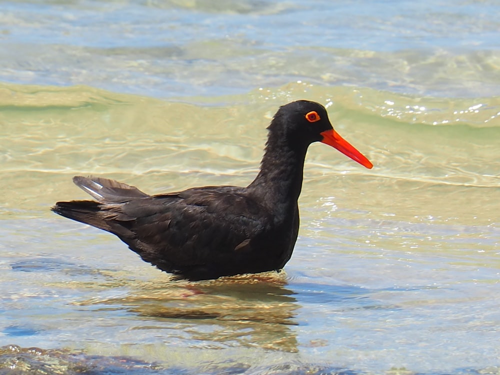 black bird on water during daytime