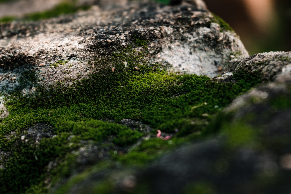 green moss on gray rock